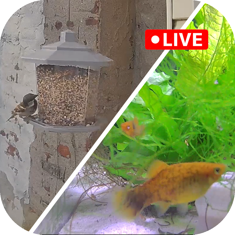 FishCam / BirdCam